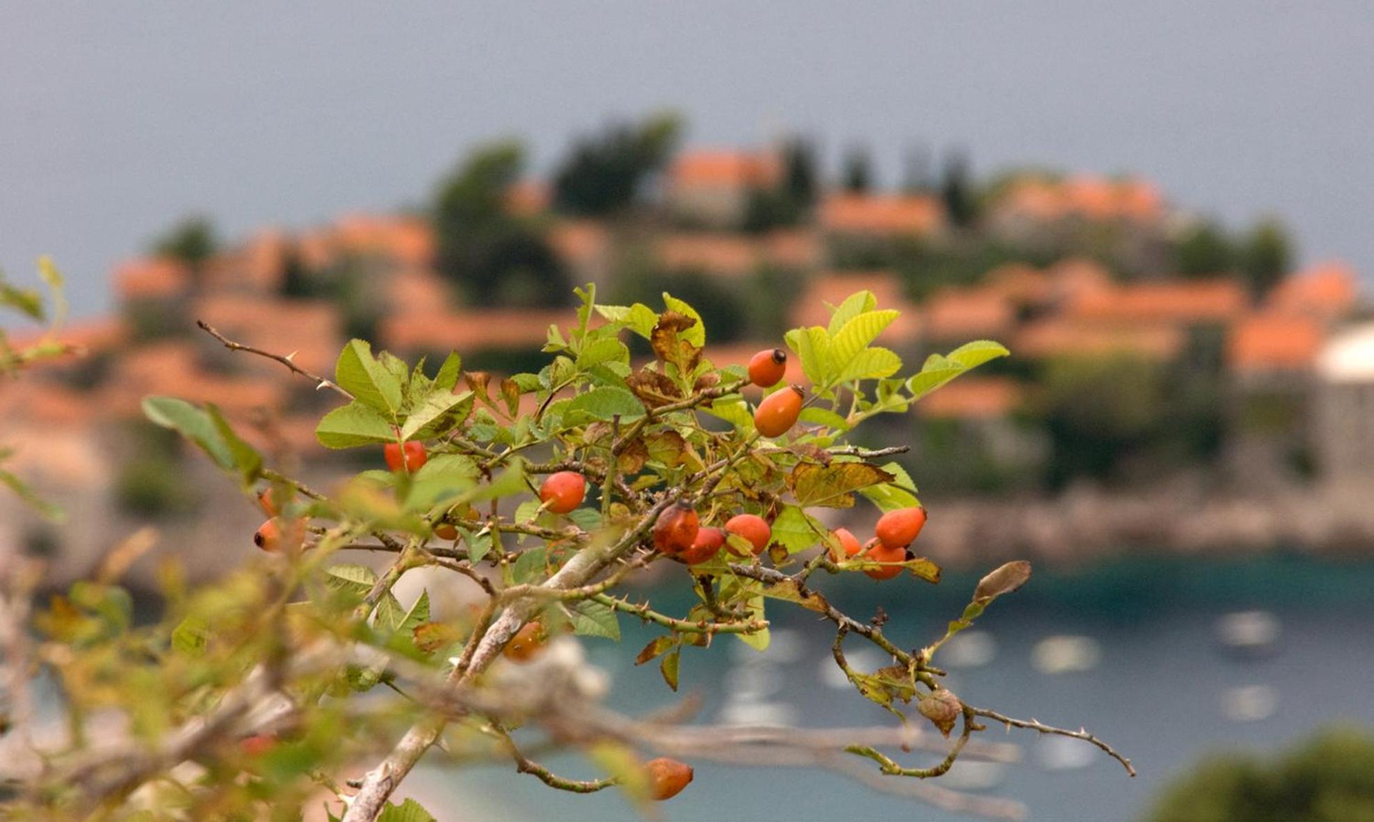 Apartments Raymond Sveti Stefan Exterior photo